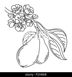 Vector Illustration eines Pear Tree Zweig insketch Stil, mit Blumen blühen und reifen Früchten, Botanische Illustration isoliert auf weißem Stock Vektor
