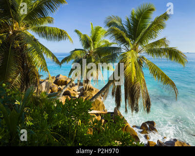 Palmen entlang der felsigen Küste, Anse Patates La Digue Island, Seychellen Stockfoto