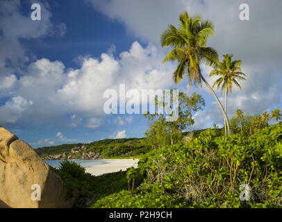 Palmen am Strand von Grand Anse, La Digue Island, Seychellen Stockfoto