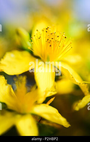 Gelbe Blüten von Johanniskraut. Stockfoto