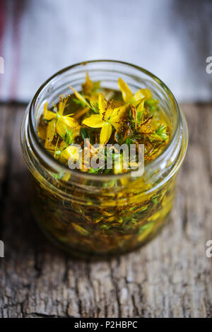 Hypericum Blumen in Mazeration unter Öl. Stockfoto