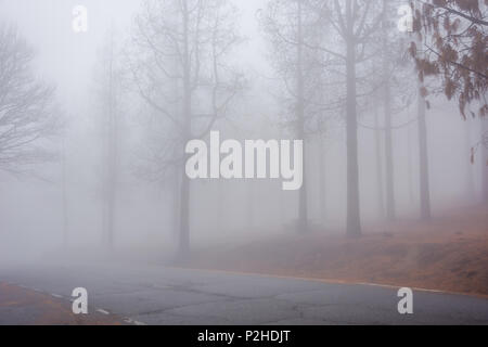 Straße durch geheimnisvolle niedergebrannt Kiefernwald in Nebel, Gran Canaria Stockfoto