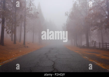 Straße durch geheimnisvolle niedergebrannt Kiefernwald in Nebel, Gran Canaria Stockfoto