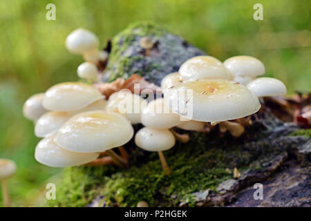 Oudemansiella mucida Pilze, gemeinhin als Porzellan Pilz bekannt Stockfoto