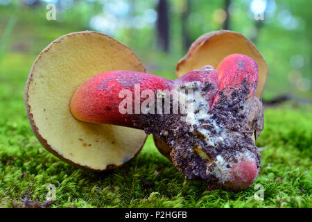 Caloboletus calopus Pilz, auch bekannt als The Scarlet - aufgehaltene bolete Stockfoto