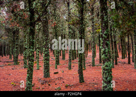 Kontrast von Flechten auf Baumstämmen und Red pine Nadeln auf den Boden, Wald in Gran Canaria, Spanien Stockfoto