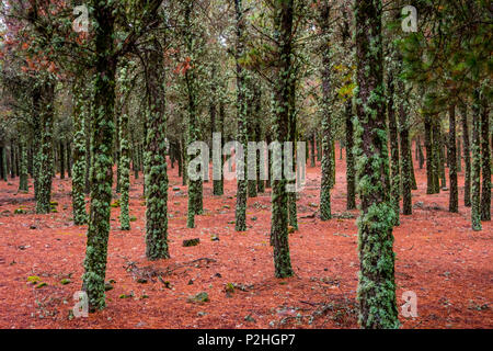 Kontrast von Flechten auf Baumstämmen und Red pine Nadeln auf den Boden, Wald in Gran Canaria, Spanien Stockfoto