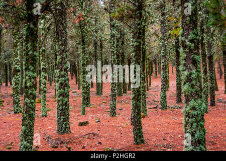 Kontrast von Flechten auf Baumstämmen und Red pine Nadeln auf den Boden, Wald in Gran Canaria, Spanien Stockfoto