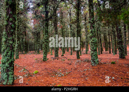 Kontrast von Flechten auf Baumstämmen und Red pine Nadeln auf den Boden, Wald in Gran Canaria, Spanien Stockfoto