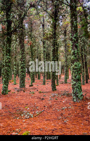 Kontrast von Flechten auf Baumstämmen und Red pine Nadeln auf den Boden, Wald in Gran Canaria, Spanien Stockfoto