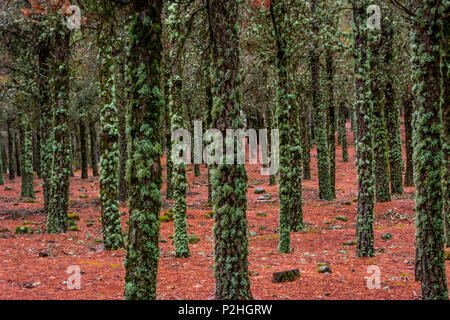 Kontrast von Flechten auf Baumstämmen und Red pine Nadeln auf den Boden, Wald in Gran Canaria, Spanien Stockfoto