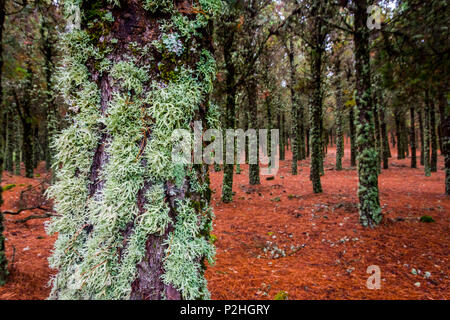 Kontrast von Flechten auf Baumstämmen und Red pine Nadeln auf den Boden, Wald in Gran Canaria, Spanien Stockfoto