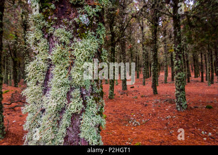 Kontrast von Flechten auf Baumstämmen und Red pine Nadeln auf den Boden, Wald in Gran Canaria, Spanien Stockfoto