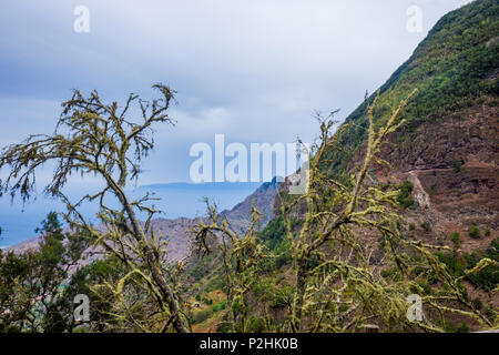 Flechten an den Bäumen und Blick auf die Berge auf La Gomera, Kanarische Inseln Stockfoto
