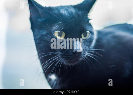 Portrait von schwarze Katze gegen hellen Hintergrund Stockfoto