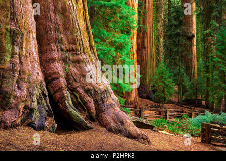 Alte General Sherman Baum im Sequoia Nationalpark Stockfoto