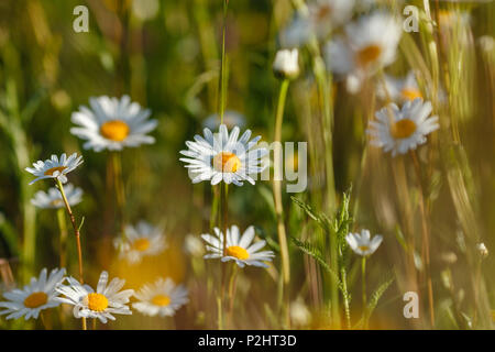 Nahaufnahme von margeriten, Lat. Leucanthemum vulgare, in eine blühende Wiese, Feder, in der Nähe von Garmisch-Partenkirchen, Werdenfelser Lan Stockfoto