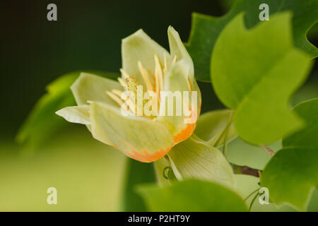 Blühen auf ein Tulpenbaum, Lat. Liriodendron tulipifera, Feder Stockfoto