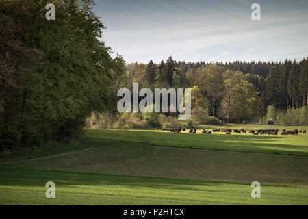 Alb Büffel auf einer Wiese, Hohenstein, Reutlingen, Schwäbische Alb, Baden-Württemberg, Deutschland Stockfoto
