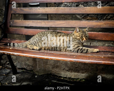 Katze ruht auf einer Bank in Orvieto, Umbrien Italien Stockfoto