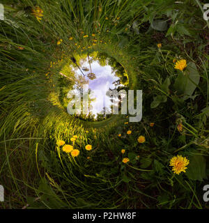 Bereich der gelbe Löwenzahn im grünen Wald bei Sonnenuntergang. Winzig kleinen Planeten. Stockfoto