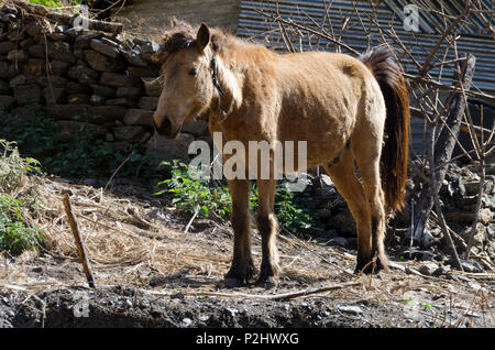 Himalayan Pferd, in der Nähe von Bamboo Lodge, Langtang Tal, Nepal Stockfoto