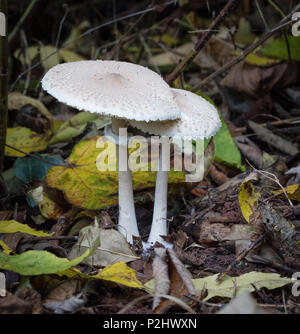 Pilzähnlicher Pilz, der aus Blattstreu in einem Wald in Wiltshire UK wächst Stockfoto