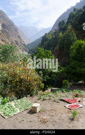 In der Nähe von Bamboo Lodge, Langtang Tal, Nepal Stockfoto