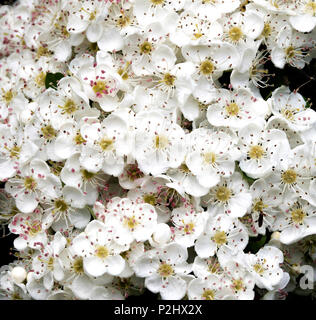 Wächsernen Blumen von Weißdorn oder Blüte Rosa moschata Ende Mai in South Wales UK Stockfoto