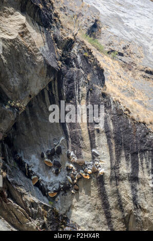 Wild Honey Bee Nester auf Felsen, in der Nähe von Bamboo Lodge, Langtang Tal, Nepal Stockfoto