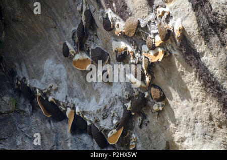 Wild Honey Bee Nester auf Felsen, in der Nähe von Bamboo Lodge, Langtang Tal, Nepal Stockfoto