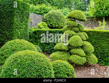 Clevere Nutzung von skulpturalen Formgehölze Formen im heimischen Garten mit abgeschnitten, und Holly Stockfoto