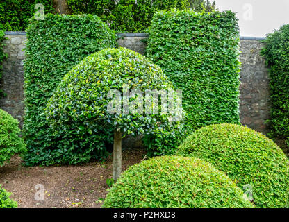 Clevere Nutzung von skulpturalen Formgehölze Formen im heimischen Garten mit abgeschnitten, und Holly Stockfoto