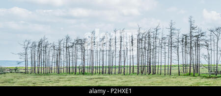 Eine Linie der toten Bäume auf die Sümpfe der Halbinsel Gower getötet, wenn das Meer Wand gebrochen wurde und das Gebiet wieder in Salt Marsh - Wales, Großbritannien Stockfoto