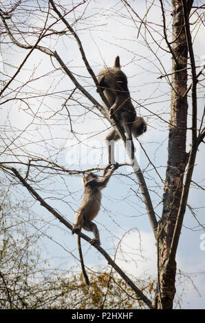 Nepal Grau Langur Affe, in der Nähe von Lama Hotel, Langtang Tal, Nepal Stockfoto