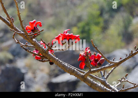 Roter Seide - Cotton Tree, oder Rot, Cotton Tree, Syabrubesi, Langtang Tal, Nepal Stockfoto