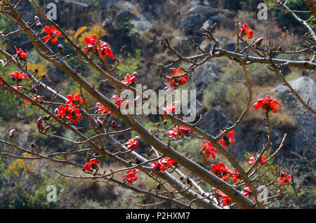 Roter Seide - Cotton Tree, oder Rot, Cotton Tree, Syabrubesi, Langtang Tal, Nepal Stockfoto