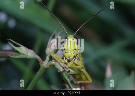 Interessante grasshopper Portrait Stockfoto