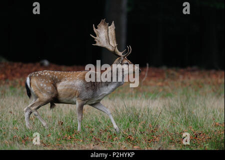 Brache Buck auf der Wiese, im Herbst, (Dama Dama) Stockfoto