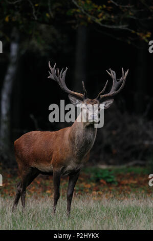 Rotwild männlich an den passenden Zeit in einem Wald, (Cervus elaphus) Stockfoto