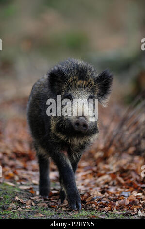 Wildschweine im Wald, Herbst, (Sus scrofa) Stockfoto