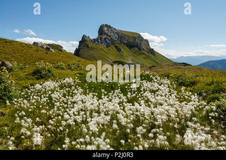 Wollgras, Lat. Eriophorum, Grubalackenspitze, Rofangebirge, in der Nähe von Maurach, Schwaz, Tirol, Österreich, Europa Stockfoto