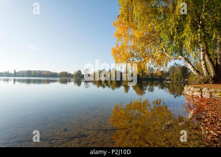 Wesslinger Siehe im Herbst, Indian Summer, See, Starnberger Fünf Seen, Landkreis Starnberg, im Bayerischen Alpenvorland, Obere Stockfoto