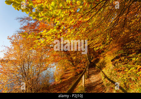 Spur am Wesslinger Siehe im Herbst, Indian Summer, See, Starnberger Fünf Seen, Landkreis Starnberg, Bayerische Alpen forelan Stockfoto