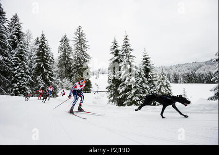 WM 2015 Skijoering, Hundeschlittenrennen, Bernau, Schwarzwald, Baden-Württemberg, Deutschland Stockfoto