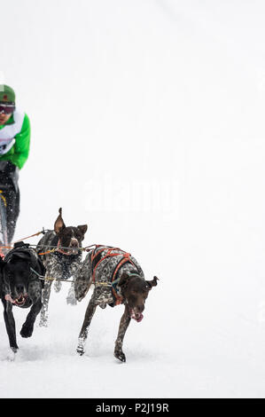 Hundeschlittenrennen WM 2015, Bernau, Schwarzwald, Baden-Württemberg, Deutschland Stockfoto