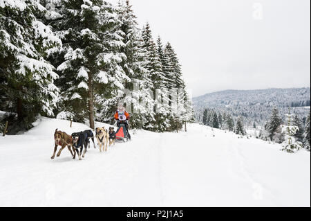 Hundeschlittenrennen WM 2015, Bernau, Schwarzwald, Baden-Württemberg, Deutschland Stockfoto
