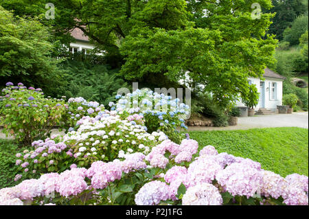 Blühende Hortensie, Fuerstenlager Auerbach, Bensheim, Bergstraße, Hessen, Deutschland Stockfoto