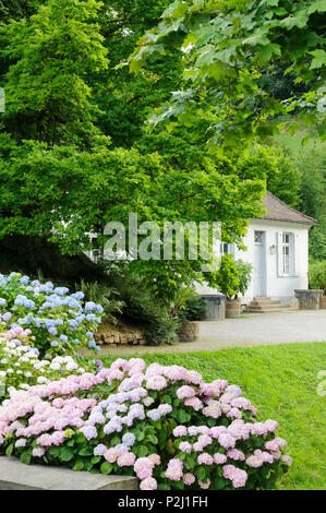 Blühende Hortensie, Fuerstenlager Auerbach, Bensheim, Bergstraße, Hessen, Deutschland Stockfoto