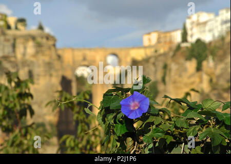 Acker-winde, Convolvulus arvensis, in Ronda, Andalusien, Spanien Stockfoto